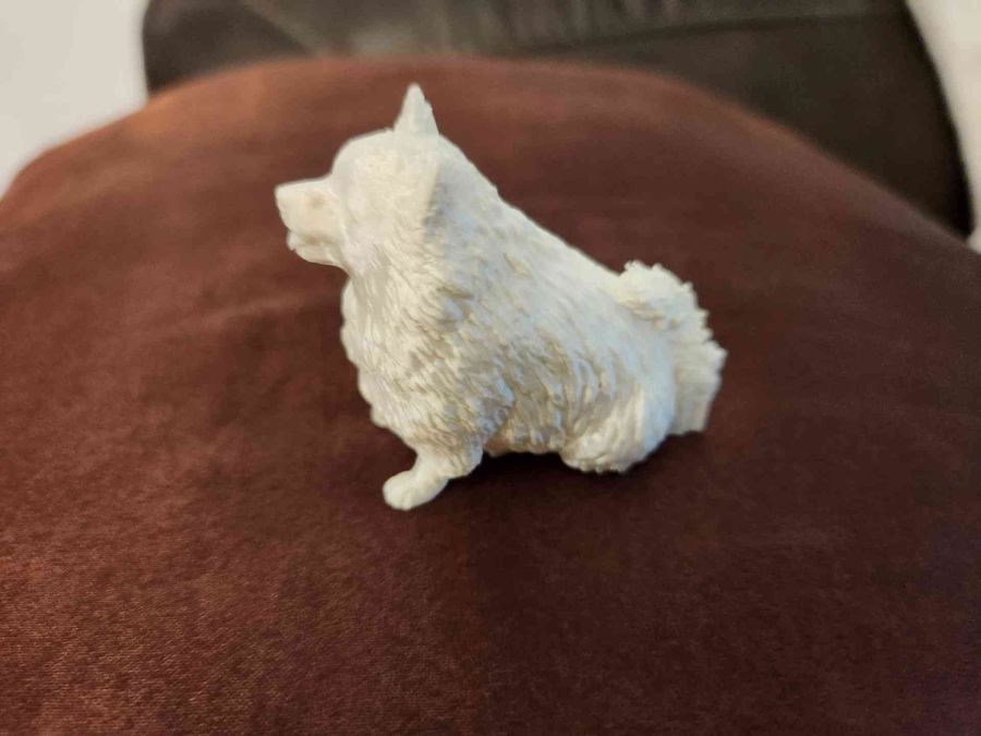 Japanese Spitz dog — standing